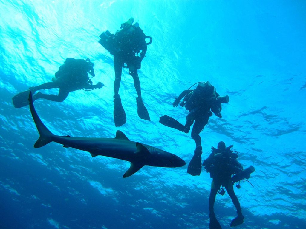 Is Snorkeling Or Scuba Diving Popular In Miami?