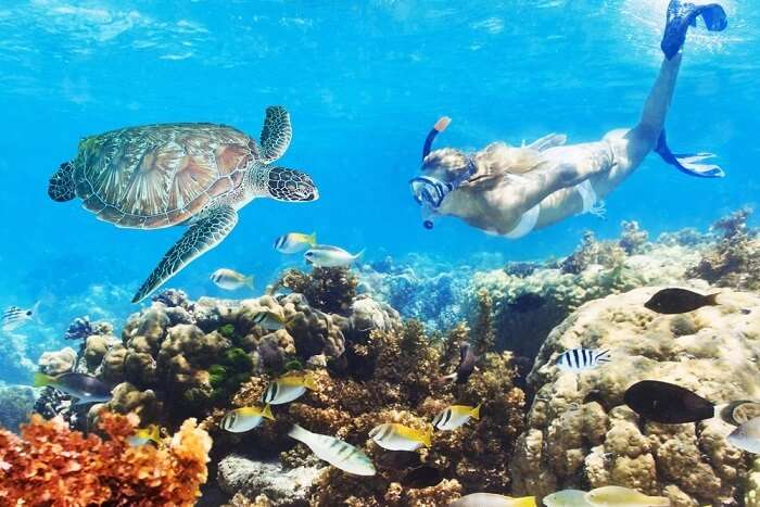 Is Snorkeling Or Scuba Diving Popular In Miami?