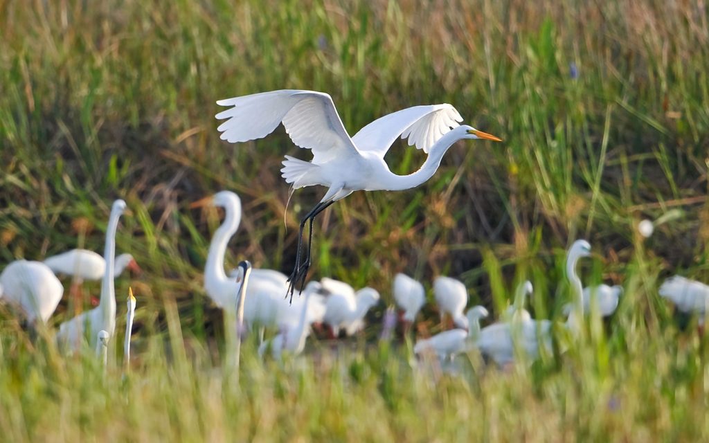 What Kind Of Wildlife Can You See In Miami?