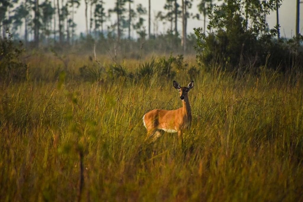 What Kind Of Wildlife Can You See In Miami?